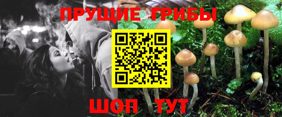 Карачаевск  Псилоцибиновые грибы Cubensis  Вход с VPN 